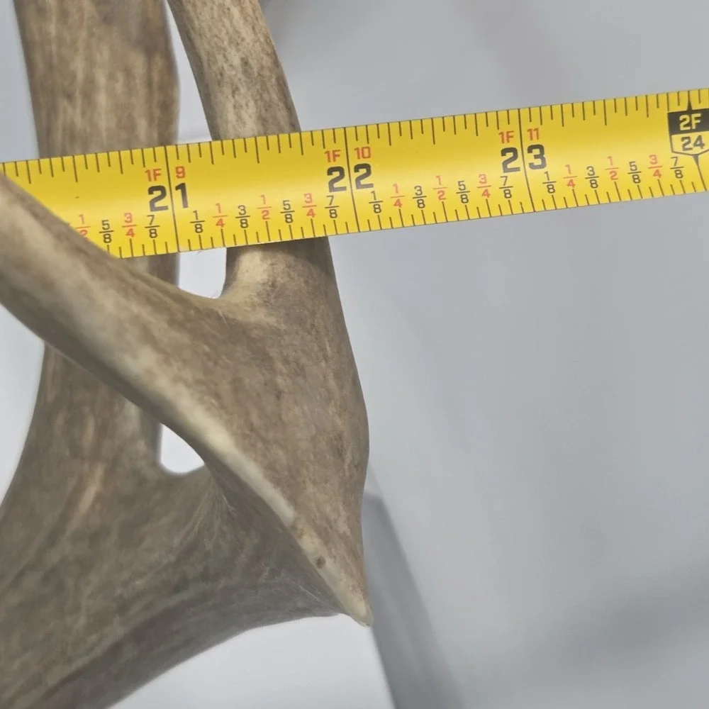 Vintage South Dakota Mule Deer Antler Taxidermy Mount 10 Point 22